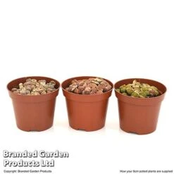 Lithops Species Mix -Plants Sale LITH MIX8CM T49850