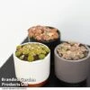 Lithops Species Mix -Plants Sale LITH MIX T49851