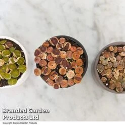 Lithops Species Mix -Plants Sale LITH MIX T49853