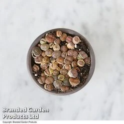 Lithops Species Mix -Plants Sale LITH MIX T49855