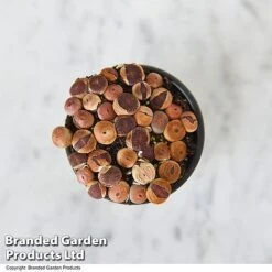 Lithops Species Mix -Plants Sale LITH MIX T49856