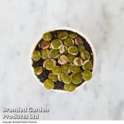 Lithops Species Mix -Plants Sale LITH MIX T49857