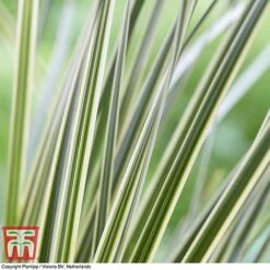 Lomandra 'White Sands' 18 Lomandra 'White Sands' -Plants Sale LOMA KB4776 D