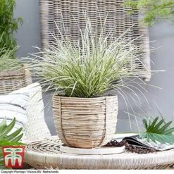 Lomandra 'White Sands' 19 Lomandra 'White Sands' -Plants Sale LOMA KB4776 E