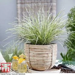 Lomandra 'White Sands' 20 Lomandra 'White Sands' -Plants Sale LOMA KB4776 F