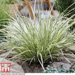 Lomandra 'White Sands' 21 Lomandra 'White Sands' -Plants Sale LOMA KB4776 G