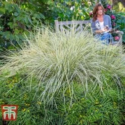 Lomandra 'White Sands' 22 Lomandra 'White Sands' -Plants Sale LOMA KB4776 H