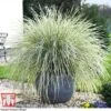 Lomandra 'White Sands' -Plants Sale LOMA kb4776 A1