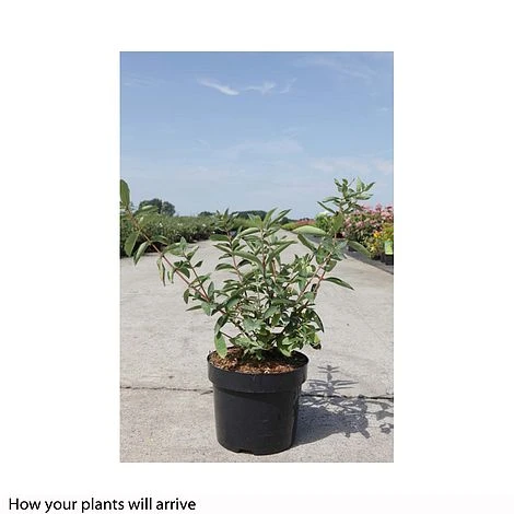 Lonicera Kamtschatica 'Balalaika' 4 Lonicera Kamtschatica 'Balalaika' - Image 2