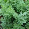 Lovage -Plants Sale LOVA T58400 A h