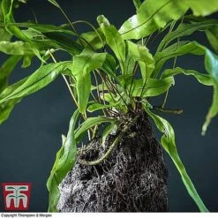 Lova Plant On Lava Rock - Gift -Plants Sale LOVA WKB4651 B1