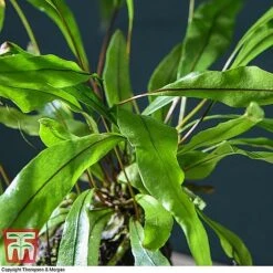 Lova Plant On Lava Rock - Gift -Plants Sale LOVA WKB4651 D1