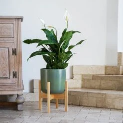 Lisbon Pot And Stand Olive D26Cm 5 Lisbon Pot And Stand Olive D26Cm -Plants Sale LPOST26 1