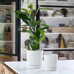 Luna Stoneware Planter & Saucer White H20CM D18CM 7 Luna Stoneware Planter & Saucer White H20CM D18CM -Plants Sale LSPW18 1