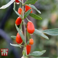 Goji Berry 'Sweet Lifeberry' -Plants Sale LYCI T66348 b