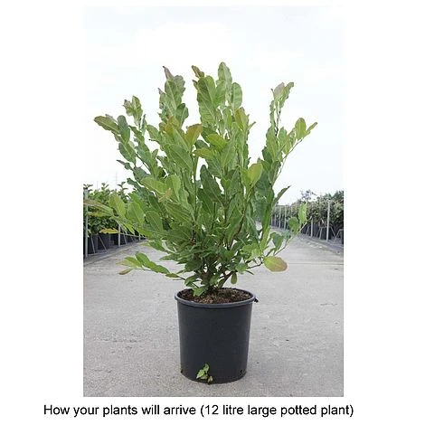 Magnolia X Loebneri 'Leonard Messel' 4 Magnolia X Loebneri 'Leonard Messel' - Image 2