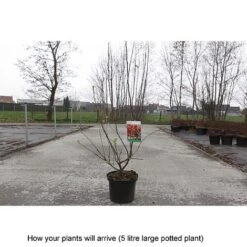 Crab Apple 'Evereste' -Plants Sale MALU T68421 B h