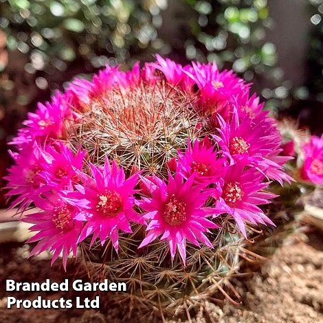 Mammillaria Zeilmanniana 4 Mammillaria Zeilmanniana - Image 2