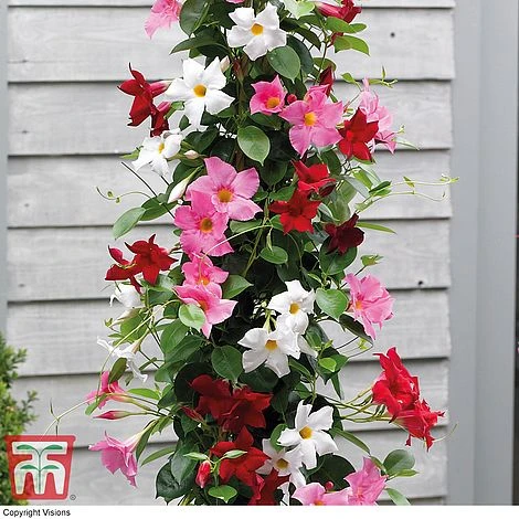 Mandevilla Sanderi 'Bloom Bells®' Trio 4 Mandevilla Sanderi 'Bloom Bells®' Trio - Image 2