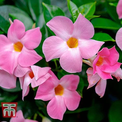 Mandevilla Sanderi 'Bloom Bells® Pink' 4 Mandevilla Sanderi 'Bloom Bells® Pink' - Image 2