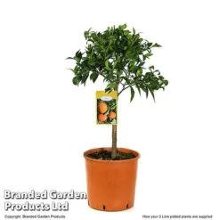 Mandarin Citrus Plant -Plants Sale MAND ORANGE5L T48380