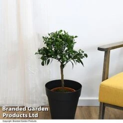 Mandarin Citrus Plant -Plants Sale MAND ORANGE T48381