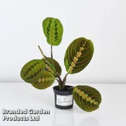 Maranta Leuconeura 'Fascinator' -Plants Sale MARA FASCIN8CM T438201