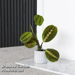 Maranta Leuconeura 'Fascinator' -Plants Sale MARA FASCINATO T438211