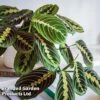 Maranta Leuconeura 'Fascinator' -Plants Sale MARA FASCINATO WKF1170