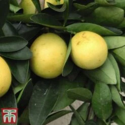 The Marmalade Collection - Gift -Plants Sale MARM KC5987 C