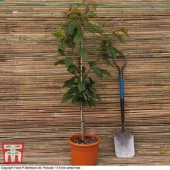 Cherry 'Kordia' -Plants Sale MATT CHERRY DEL G4