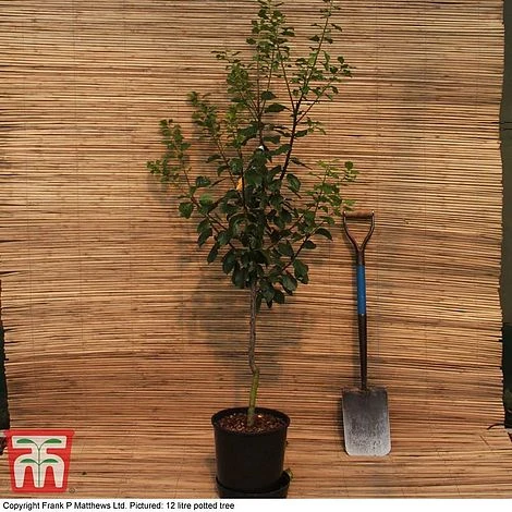 Plum 'Victoria' 5 Plum 'Victoria' - Image 3