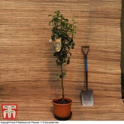 Pear 'Williams' Bon Chretien' -Plants Sale MATT PEAR PATIO 11 5L DEL G4