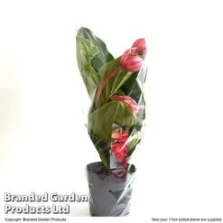 Medinilla Magnifica 'Flamenco' -Plants Sale MEDI FLAME17CM T49630