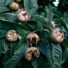 Medlar 'Nottingham' -Plants Sale MEDL CWW3404 A h