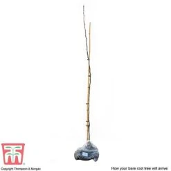 Medlar 'Nottingham' -Plants Sale MEDL CWW3404 C