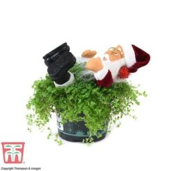 'Mind Your Own Business' Santa - Gift 9 'Mind Your Own Business' Santa - Gift -Plants Sale MIND WGKB7085 D