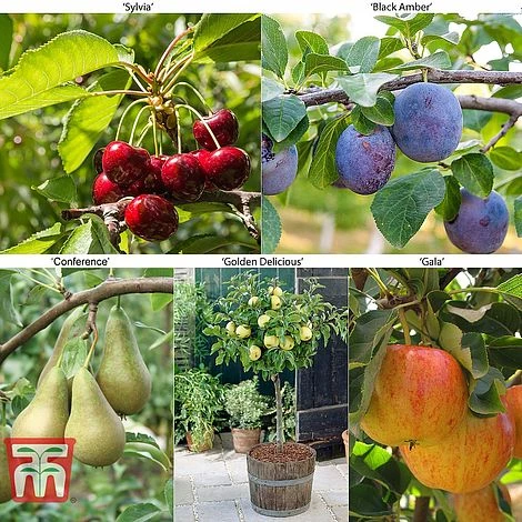 Fruit Tree Collection (Mini Fruit Tree) 10 Fruit Tree Collection (Mini Fruit Tree) - Image 8