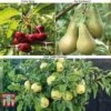 Fruit Tree Collection (Mini Fruit Tree) 1 Fruit Tree Collection (Mini Fruit Tree) -Plants Sale MINI T56849 A2