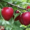 Plum 'Mirabelle Ruby' -Plants Sale MIRA TKA1927 A