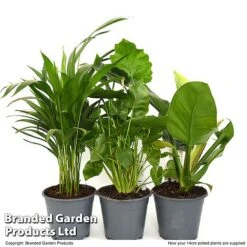 Calm Space Green Houseplant Mix In Decorative Wicker Basket 10 Calm Space Green Houseplant Mix In Decorative Wicker Basket -Plants Sale MIXD CALMS14CM T49694