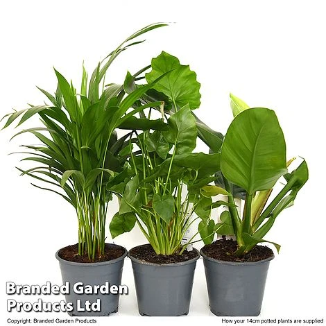 Calm Space Green Houseplant Mix In Decorative Wicker Basket 6 Calm Space Green Houseplant Mix In Decorative Wicker Basket - Image 4