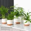 Green Houseplant Starter Mix -Plants Sale MIXD GREENSTAR KF0875 B