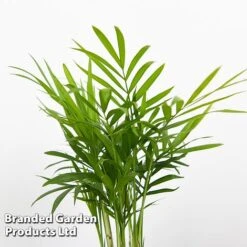 Green Houseplant Starter Mix -Plants Sale MIXD GREENSTAR KF0875 F
