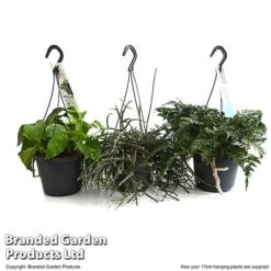 House Plants Hanging Mixed -Plants Sale MIXD HOUSE17CM T48975