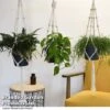 House Plants Hanging Mixed -Plants Sale MIXD HOUSEPLAN T49026