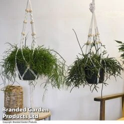 House Plants Hanging Mixed -Plants Sale MIXD HOUSEPLAN T49027