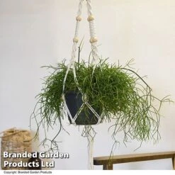 House Plants Hanging Mixed -Plants Sale MIXD HOUSEPLAN T49031