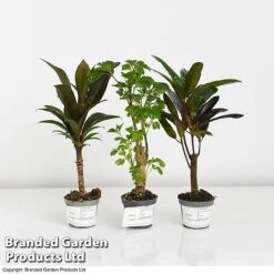 Houseplant Tropical Mix -Plants Sale MIXD TROPIC6CM T42638 A