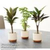 Houseplant Tropical Mix -Plants Sale MIXD TROPICALH T42640 A